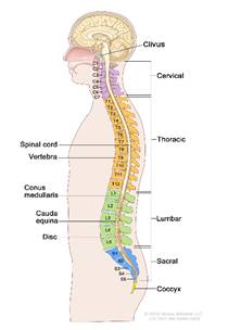 Definition of spine - NCI Dictionary of Cancer Terms - National Cancer  Institute