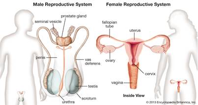 Human reproductive system - The ovaries | Britannica